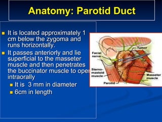 Anatomy: Parotid Duct
n 

n 

It is located approximately 1
cm below the zygoma and
runs horizontally.
It passes anteriorly and lie
superficial to the masseter
muscle and then penetrates
the buccinator muscle to open
intraorally
n  It is 3 mm in diameter
n  6cm in length

 