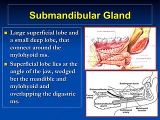 Submandibular Gland
n 

n 

Large superficial lobe and
a small deep lobe, that
connect around the
mylohyoid ms.
Superficial lobe lies at the
angle of the jaw, wedged
bet the mandible and
mylohyoid and
overlapping the digastric
ms.

 