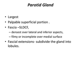 Sldcf Salivary glands | PPTX