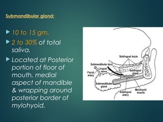 Submandibular gland:
 10 to 15 gm.
 2 to 30% of total
saliva.
 Located at Posterior
portion of floor of
mouth, medial
aspect of mandible
& wrapping around
posterior border of
mylohyoid.
 