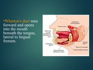 •Wharton's duct runs
forward and opens
into the mouth
beneath the tongue,
lateral to lingual
frenum.
 
