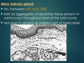 Minor Salivary gland:
 No. between 600 and 1000.
 Exist as aggregates of secretory tissue present in
submucosa throughout most of the oral cavity.
 Not seen in gingiva & anterior part of hard plate.
 