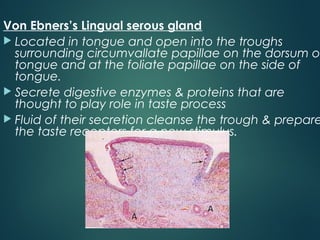 Von Ebners’s Lingual serous gland
 Located in tongue and open into the troughs
surrounding circumvallate papillae on the dorsum o
tongue and at the foliate papillae on the side of
tongue.
 Secrete digestive enzymes & proteins that are
thought to play role in taste process
 Fluid of their secretion cleanse the trough & prepare
the taste receptors for a new stimulus.
 