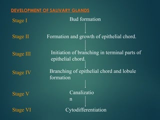 DEVELOPMENT OF SALIVARY GLANDS
Bud formation
Formation and growth of epithelial chord.
Initiation of branching in terminal parts of
epithelial chord.
Branching of epithelial chord and lobule
formation
Canalizatio
n
Cytodifferentiation
Stage I
Stage II
Stage III
Stage IV
Stage V
Stage VI
 