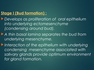 Stage I (Bud formation) :
 Develops as proliferation of oral epithelium
into underlying ectomesenchyme
(condensing around bud).
 A thin basal lamina separates the bud from
underlying mesenchyme.
 Interaction of the epithelium with underlying
condensing mesenchyme associated with
salivary glands provide optimum environment
for gland formation.
 