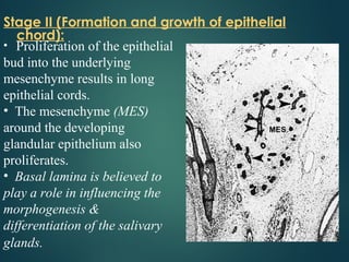 Stage II (Formation and growth of epithelial
chord):
• Proliferation of the epithelial
bud into the underlying
mesenchyme results in long
epithelial cords.
• The mesenchyme (MES)
around the developing
glandular epithelium also
proliferates.
• Basal lamina is believed to
play a role in influencing the
morphogenesis &
differentiation of the salivary
glands.
 