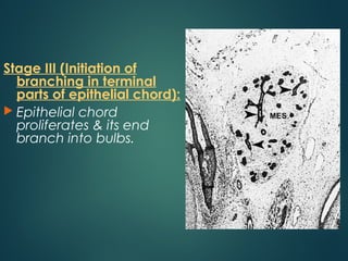 Stage III (Initiation of
branching in terminal
parts of epithelial chord):
 Epithelial chord
proliferates & its end
branch into bulbs.
 