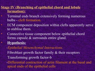 Stage IV (Branching of epithelial chord and lobule
formation):
• Terminal ends branch extensively forming numerous
bulbs - cleft formation.
• ECM component deposition within clefts apparently serve
to stablise them.
• Connective tissue component below epithelial chord
forms capsule & surrounds entire gland.
• Hypothesis:
-Epithelial Mesenchymal Interactions.
Fibroblast growth factor family & their receptors
Transforming growth factor-b
-Differential contraction of actin filament at the basal and
apical ends of the epithelial cells
 
