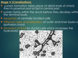 Stage V (Canalization):
 Lumen formation takes place at distal ends of chord,
then in proximal and at last in central part.
 Lumen forms within the ducts before they develop within
the terminal buds.
 Apoptosis of centrally located cells.
 Different rates of proliferation of outer and inner layers o
epithelial chord.
 Secretion of fluid by ductal cells which increases the
hydrostatic pressure within to form a canal.
 