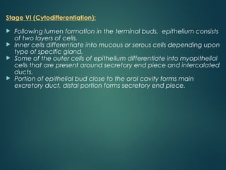 Stage VI (Cytodifferentiation):
 Following lumen formation in the terminal buds, epithelium consists
of two layers of cells.
 Inner cells differentiate into mucous or serous cells depending upon
type of specific gland.
 Some of the outer cells of epithelium differentiate into myopithelial
cells that are present around secretory end piece and intercalated
ducts.
 Portion of epithelial bud close to the oral cavity forms main
excretory duct, distal portion forms secretory end piece.
 