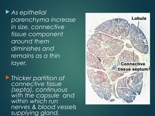  As epithelial
parenchyma increase
in size, connective
tissue component
around them
diminishes and
remains as a thin
layer.
 Thicker partition of
connective tissue
(septa), continuous
with the capsule and
within which run
nerves & blood vessels
supplying gland,
 