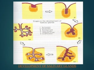 DEVELOPMENT OF SALIVARY GLANDS
 