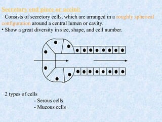 Secretory end piece or accini:
• Consists of secretory cells, which are arranged in a roughly spherical
configuration around a central lumen or cavity.
• Show a great diversity in size, shape, and cell number.
• 2 types of cells
- Serous cells
- Mucous cells
 