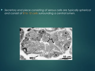  Secretory end piece consisting of serous cells are typically spherical
and consist of 8 to 12 cells surrounding a central lumen.
 
