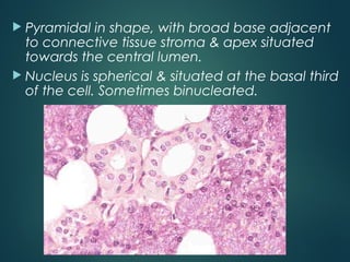  Pyramidal in shape, with broad base adjacent
to connective tissue stroma & apex situated
towards the central lumen.
 Nucleus is spherical & situated at the basal third
of the cell. Sometimes binucleated.
 