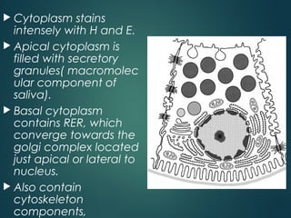  Cytoplasm stains
intensely with H and E.
 Apical cytoplasm is
filled with secretory
granules( macromolec
ular component of
saliva).
 Basal cytoplasm
contains RER, which
converge towards the
golgi complex located
just apical or lateral to
nucleus.
 Also contain
cytoskeleton
components,
 