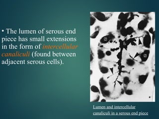 Lumen and intercellular
canaliculi in a serous end piece
• The lumen of serous end
piece has small extensions
in the form of intercellular
canaliculi (found between
adjacent serous cells).
 