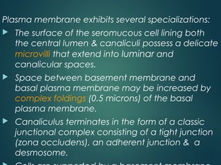 Plasma membrane exhibits several specializations:
 The surface of the seromucous cell lining both
the central lumen & canaliculi possess a delicate
microvilli that extend into luminar and
canalicular spaces.
 Space between basement membrane and
basal plasma membrane may be increased by
complex foldings (0.5 microns) of the basal
plasma membrane.
 Canaliculus terminates in the form of a classic
junctional complex consisting of a tight junction
(zona occludens), an adherent junction & a
desmosome.
 