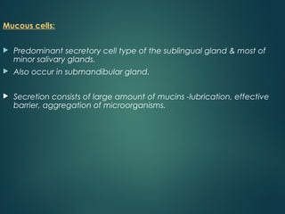 Mucous cells:
 Predominant secretory cell type of the sublingual gland & most of
minor salivary glands.
 Also occur in submandibular gland.
 Secretion consists of large amount of mucins -lubrication, effective
barrier, aggregation of microorganisms.
 