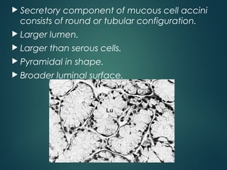  Secretory component of mucous cell accini
consists of round or tubular configuration.
 Larger lumen.
 Larger than serous cells.
 Pyramidal in shape.
 Broader luminal surface.
 