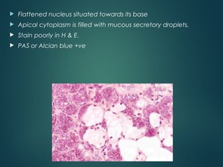  Flattened nucleus situated towards its base
 Apical cytoplasm is filled with mucous secretory droplets.
 Stain poorly in H & E.
 PAS or Alcian blue +ve
 