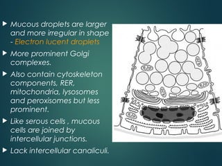  Mucous droplets are larger
and more irregular in shape
- Electron lucent droplets
 More prominent Golgi
complexes.
 Also contain cytoskeleton
components, RER,
mitochondria, lysosomes
and peroxisomes but less
prominent.
 Like serous cells , mucous
cells are joined by
intercellular junctions.
 Lack intercellular canaliculi.
 