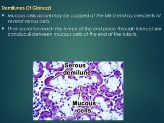 Demilunes Of Gianuzzi
 Mucous cells accini may be capped at the blind end by crescents of
several serous cells.
 Their secretion reach the lumen of the end piece through intercellular
canaluculi between mucous cells at the end of the tubule.
 