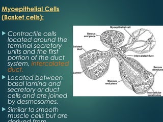 Myoepithelial Cells
(Basket cells):
 Contractile cells
located around the
terminal secretory
units and the first
portion of the duct
system, intercalated
duct.
 Located between
basal lamina and
secretory or duct
cells and are joined
by desmosomes.
 Similar to smooth
muscle cells but are
 