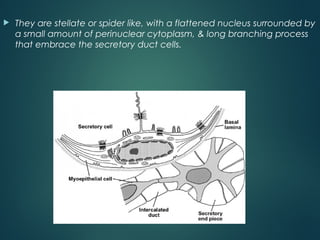  They are stellate or spider like, with a flattened nucleus surrounded by
a small amount of perinuclear cytoplasm, & long branching process
that embrace the secretory duct cells.
 