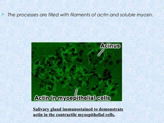  The processes are filled with filaments of actin and soluble myosin.
Salivary gland immunostained to demonstrate
actin in the contractile myoepithelial cells.
 