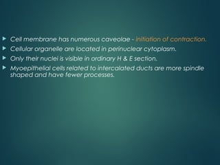  Cell membrane has numerous caveolae - initiation of contraction.
 Cellular organelle are located in perinuclear cytoplasm.
 Only their nuclei is visible in ordinary H & E section.
 Myoepithelial cells related to intercalated ducts are more spindle
shaped and have fewer processes.
 