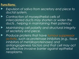 Functions:
 Expulsion of saliva from secretory end piece to
ductal system.
 Contraction of myoepithelial cells of
intercalated ducts may shorten or widen the
ducts , helping in maintaining their patency.
 Maintaining cell polarity and structural integrity
of secretory end piece.
 Produce proteins that have tumour suppressor
activity, such as proteinase inhibitors (e.g., tissue
inhibitors of metalloproteinases) and
antiangiogenesis factors and that cell may act
as effective invasive barrier against epithelial
neoplasms.
 