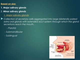 Based on size:
1. Major salivary glands
2. Minor salivary glands
1. Major salivary glands
 Collection of secretory cells aggregated into large bilaterally paired
extra oral glands with extended duct system through which the gland
secretions reach the mouth.
- Parotid
- Submandibular
- Sublingual
 