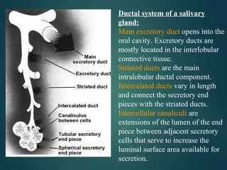 Ductal system of a salivary
gland:
Main excretory duct opens into the
oral cavity. Excretory ducts are
mostly located in the interlobular
connective tissue.
Striated ducts are the main
intralobular ductal component.
Intercalated ducts vary in length
and connect the secretory end
pieces with the striated ducts.
Intercellular canaliculi are
extensions of the lumen of the end
piece between adjacent secretory
cells that serve to increase the
luminal surface area available for
secretion.
 