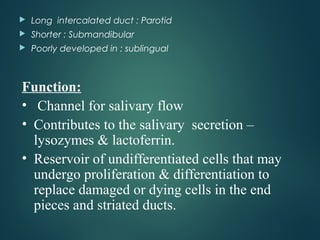  Long intercalated duct : Parotid
 Shorter : Submandibular
 Poorly developed in : sublingual
Function:
• Channel for salivary flow
• Contributes to the salivary secretion –
lysozymes & lactoferrin.
• Reservoir of undifferentiated cells that may
undergo proliferation & differentiation to
replace damaged or dying cells in the end
pieces and striated ducts.
 