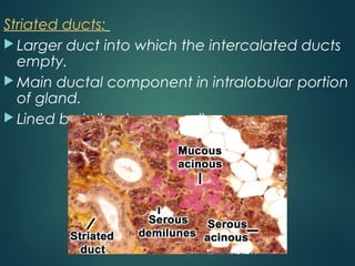 Striated ducts:
 Larger duct into which the intercalated ducts
empty.
 Main ductal component in intralobular portion
of gland.
 Lined by tall columnar cells.
 
