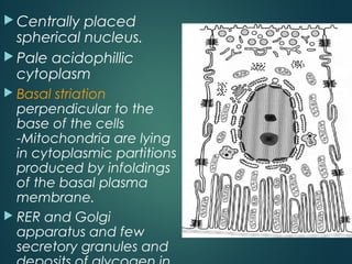  Centrally placed
spherical nucleus.
 Pale acidophillic
cytoplasm
 Basal striation
perpendicular to the
base of the cells
-Mitochondria are lying
in cytoplasmic partitions
produced by infoldings
of the basal plasma
membrane.
 RER and Golgi
apparatus and few
secretory granules and
 