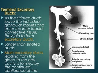 Terminal Excretory
Ducts:
 As the striated ducts
leave the individual
glandular lobules and
enter the inter lobular
connective tissue,
they join to form
excretory ducts.
 Larger than striated
ducts
 Main excretory ducts
leading from the
gland to the oral
cavity is formed by
the continued
confluence of the
 