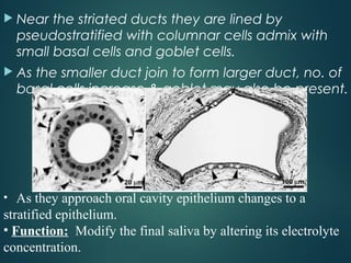  Near the striated ducts they are lined by
pseudostratified with columnar cells admix with
small basal cells and goblet cells.
 As the smaller duct join to form larger duct, no. of
basal cells increase & goblet may also be present.
• As they approach oral cavity epithelium changes to a
stratified epithelium.
• Function: Modify the final saliva by altering its electrolyte
concentration.
 