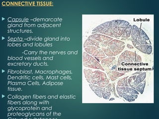 CONNECTIVE TISSUE:
 Capsule –demarcate
gland from adjacent
structures.
 Septa –divide gland into
lobes and lobules
-Carry the nerves and
blood vessels and
excretory ducts.
 Fibroblast, Macrophages,
Dendritic cells, Mast cells,
Plasma Cells, Adipose
tissue.
 Collagen fibers and elastic
fibers along with
glycoprotein and
proteoglycans of the
 