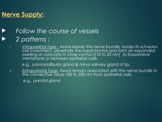 Nerve Supply:
 Follow the course of vessels
 2 patterns :
I. Intraparietal type : Axons leaves the nerve bundle, looses its schwann
cell investment, penetrate the basal lamina and form an expanded
swelling or varicosity in close contact(10 to 20 nm) to basolateral
membrane or between epithelial cells.
e.g., submandibular gland & minor salivary gland of lip.
II. Extraparietal Type: Axons remain associated with the nerve bundle in
the connective tissue-100 to 200 nm from epithelial cells.
e.g., parotid gland
 