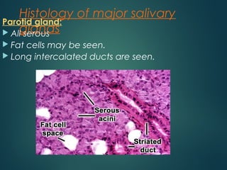 Histology of major salivary
glands
Parotid gland:
 All serous
 Fat cells may be seen.
 Long intercalated ducts are seen.
 