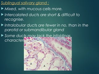 Sublingual salivary gland :
 Mixed, with mucous cells more.
 Intercalated ducts are short & difficult to
recognise.
 Intralobular ducts are fewer in no. than in the
parotid or submandibular gland
 Some ducts may lack the infoldings
characteristics of striated ducts.
 