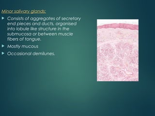 Minor salivary glands:
 Consists of aggregates of secretory
end pieces and ducts, organised
into lobule like structure in the
submucosa or between muscle
fibers of tongue.
 Mostly mucous
 Occasional demilunes.
 