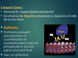 Lingual Lipase:
• Secreted by lingual glands and parotid.
• Involved in fat digestion-Important in digestion of milk
fat in new-born.
 Statherins:
 Statherins prevent
precipitation or
crystallization of
supersaturated calcium
phosphate in ductal
saliva and oral fluid.
 Also an effective
 