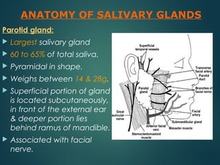 Parotid gland:
 Largest salivary gland
 60 to 65% of total saliva.
 Pyramidal in shape.
 Weighs between 14 & 28g.
 Superficial portion of gland
is located subcutaneously,
in front of the external ear
& deeper portion lies
behind ramus of mandible.
 Associated with facial
nerve.
ANATOMY OF SALIVARY GLANDS
 