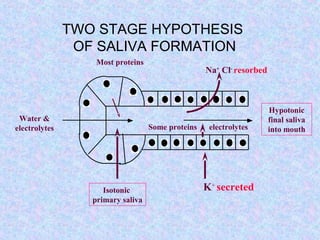 TWO STAGE HYPOTHESIS
OF SALIVA FORMATION
Water &
electrolytes
Isotonic
primary saliva
Most proteins
Some proteins electrolytes
Na+
Cl-
resorbed
K+
secreted
Hypotonic
final saliva
into mouth
 