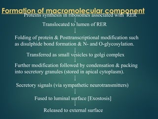 Formation of macromolecular component
Proteins synthesis in ribosomes associated with RER
Translocated to lumen of RER
Folding of protein & Posttranscriptional modification such
as disulphide bond formation & N- and O-glycosylation.
Transferred as small vesicles to golgi complex
Further modification followed by condensation & packing
into secretory granules (stored in apical cytoplasm).
Secretory signals (via sympathetic neurotransmitters)
Fused to luminal surface [Exostosis]
Released to external surface
 
