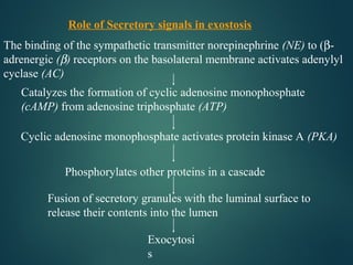 The binding of the sympathetic transmitter norepinephrine (NE) to (β-
adrenergic (β) receptors on the basolateral membrane activates adenylyl
cyclase (AC)
Catalyzes the formation of cyclic adenosine monophosphate
(cAMP) from adenosine triphosphate (ATP)
Cyclic adenosine monophosphate activates protein kinase A (PKA)
Phosphorylates other proteins in a cascade
Exocytosi
s
Fusion of secretory granules with the luminal surface to
release their contents into the lumen
Role of Secretory signals in exostosis
 