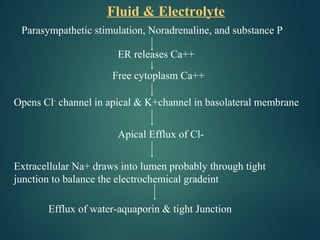 Fluid & Electrolyte
Parasympathetic stimulation, Noradrenaline, and substance P
ER releases Ca++
Free cytoplasm Ca++
Opens Cl-
channel in apical & K+channel in basolateral membrane
Apical Efflux of Cl-
Extracellular Na+ draws into lumen probably through tight
junction to balance the electrochemical gradeint
Efflux of water-aquaporin & tight Junction
 